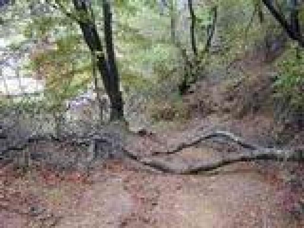 Downed trees