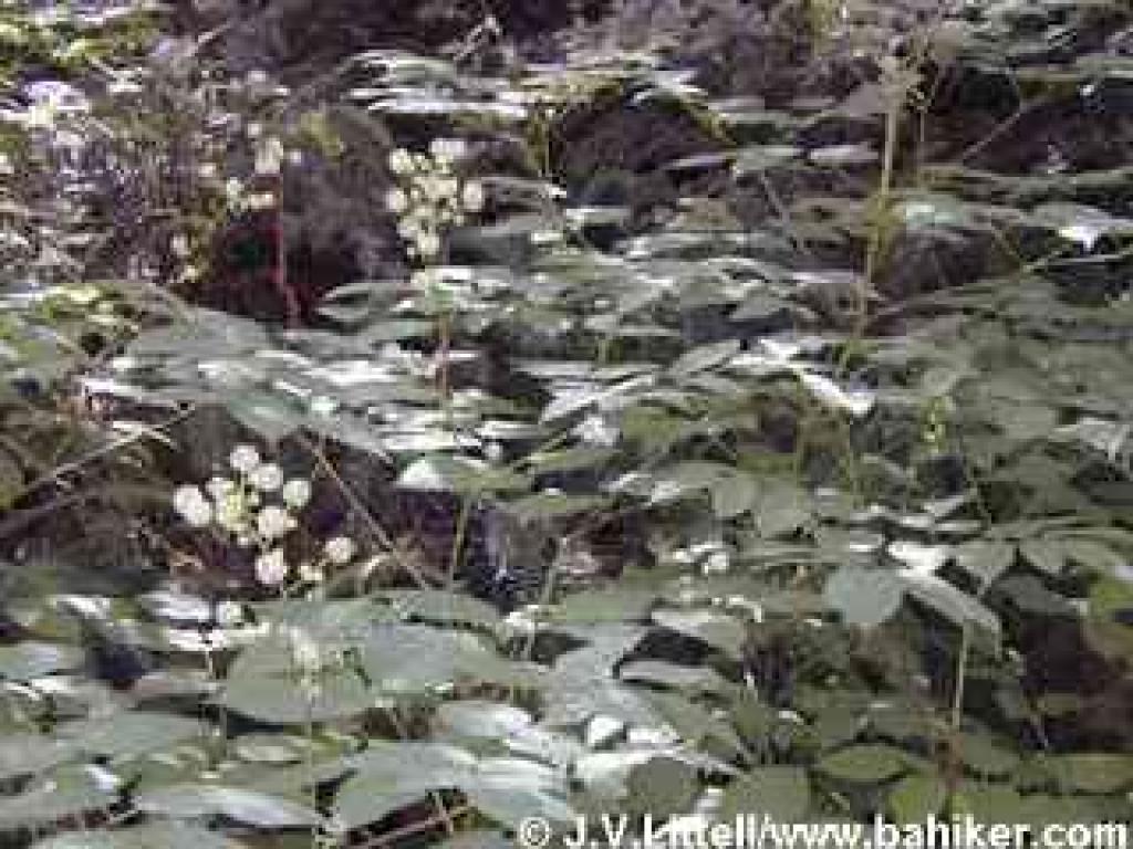 Elk's clover