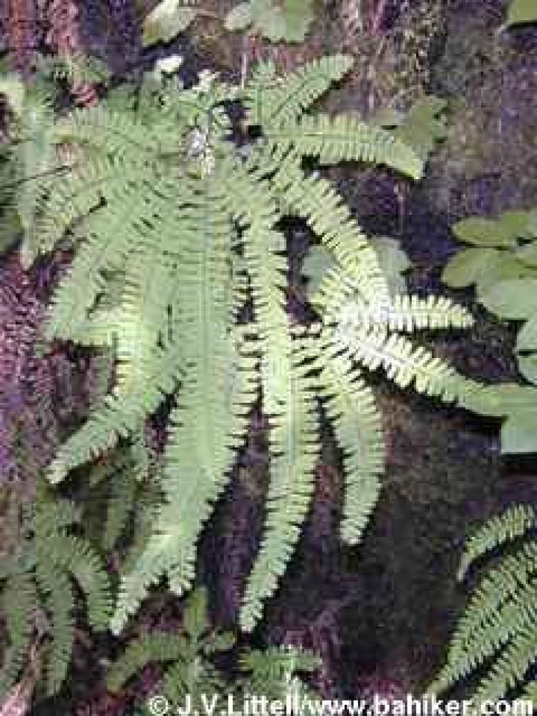 Five finger fern