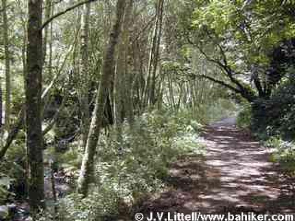 Bear Valley Trail