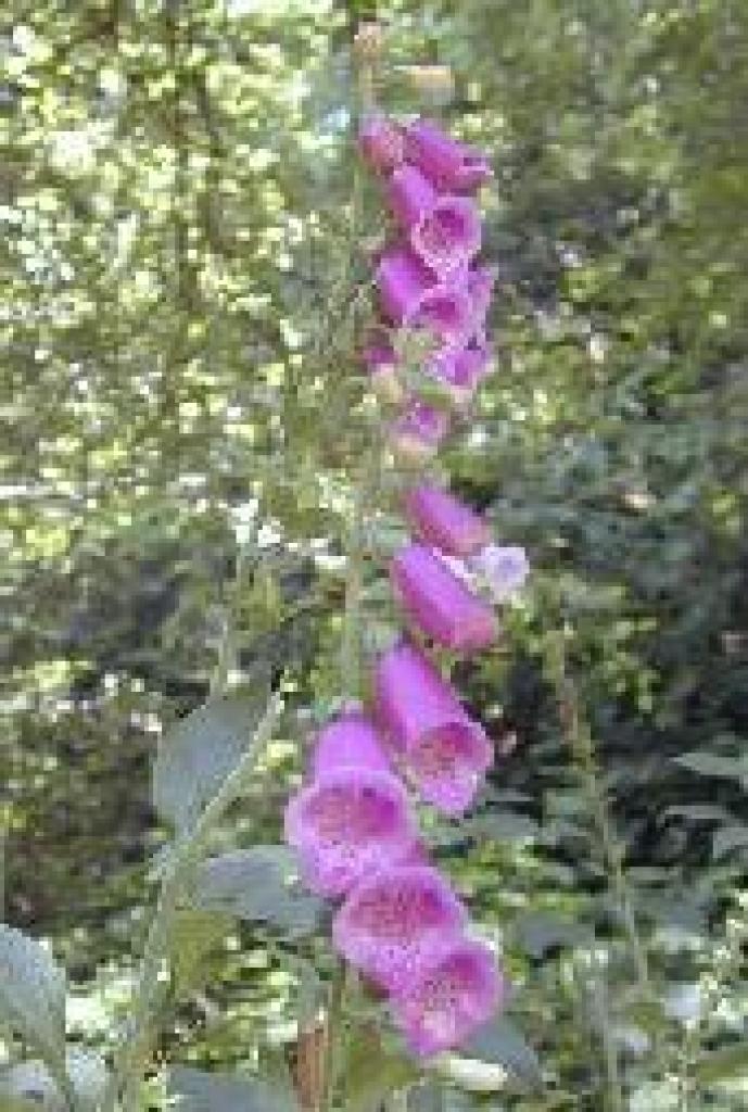 Foxglove