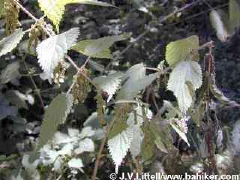 Stinging nettles
