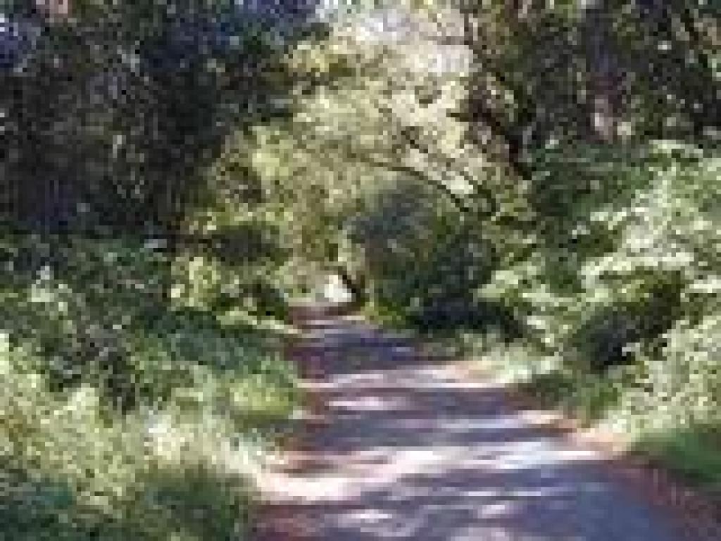 Into the shade