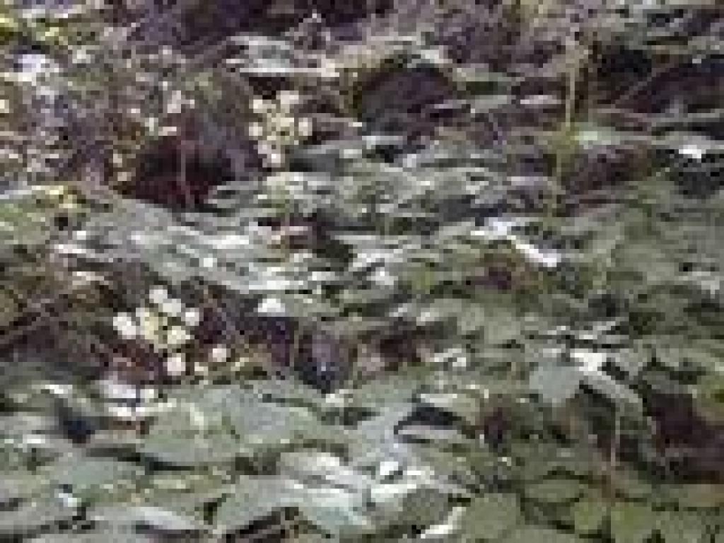 Elk clover