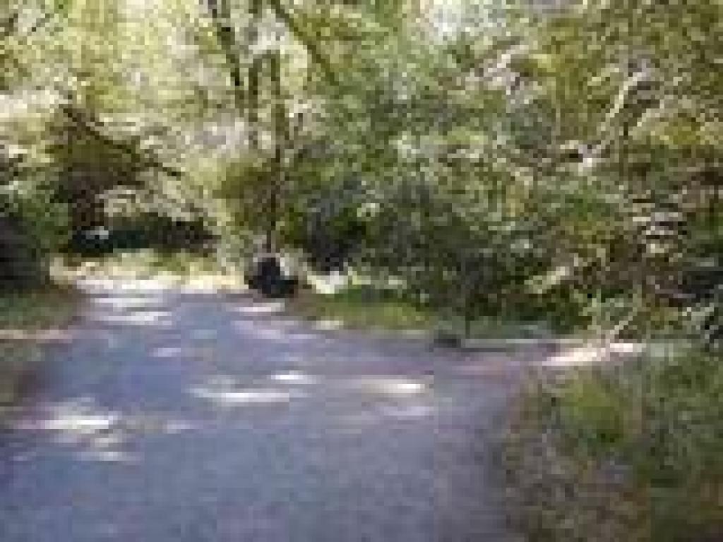 Junction with Meadow Trail
