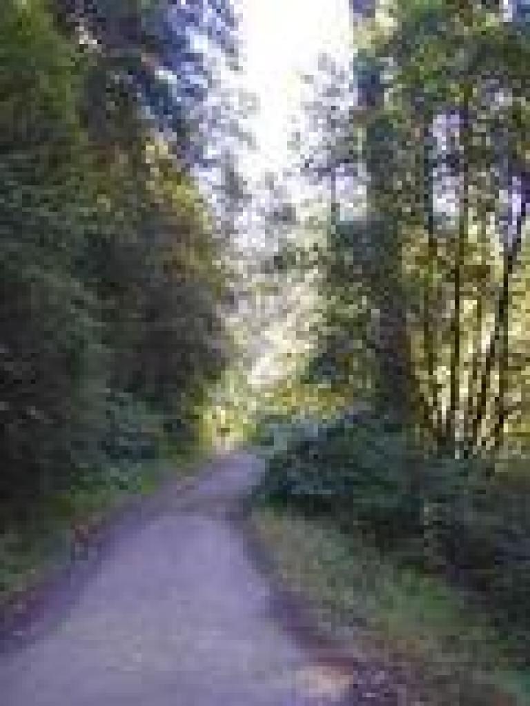 Tree lined trail