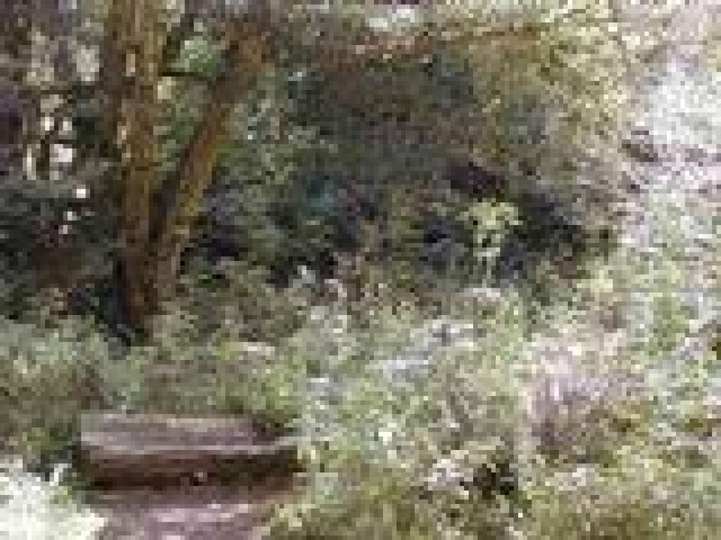 A rustic bench on the side of the trail