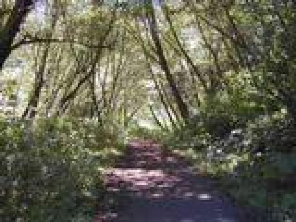 Back in the woods