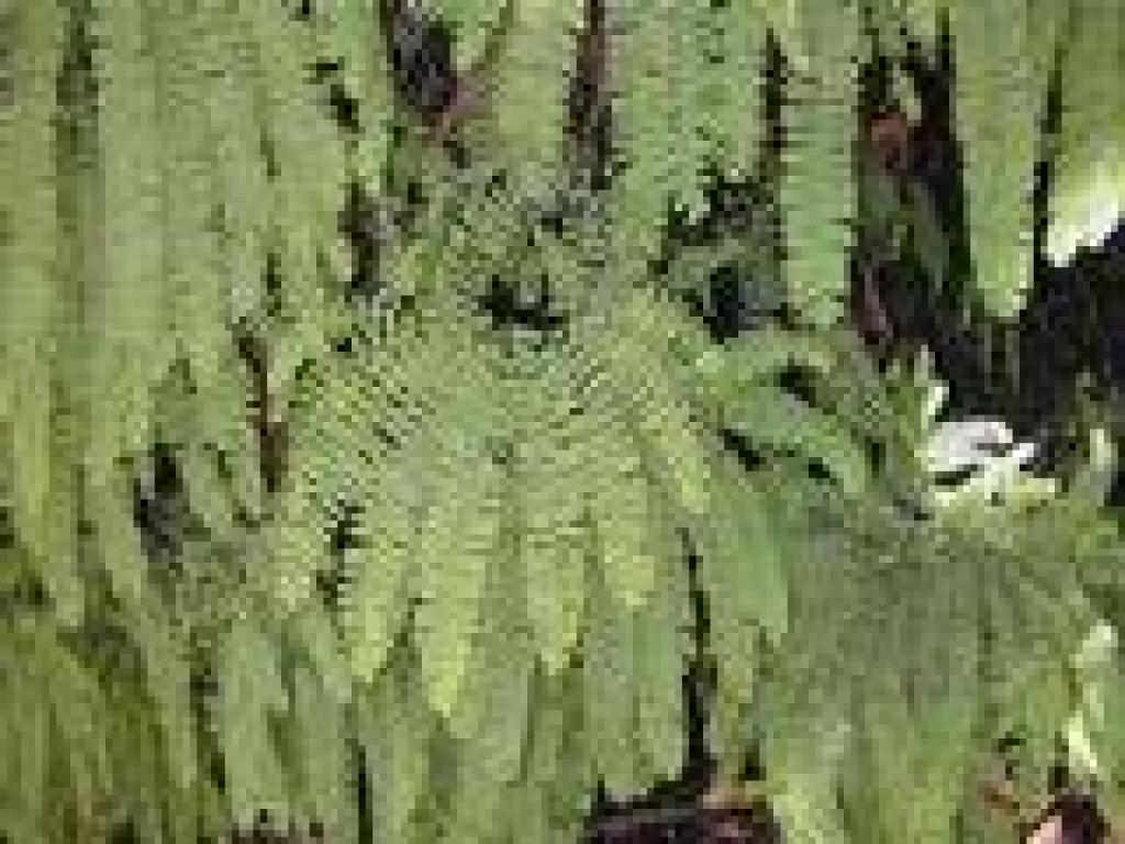 Fivefinger fern
