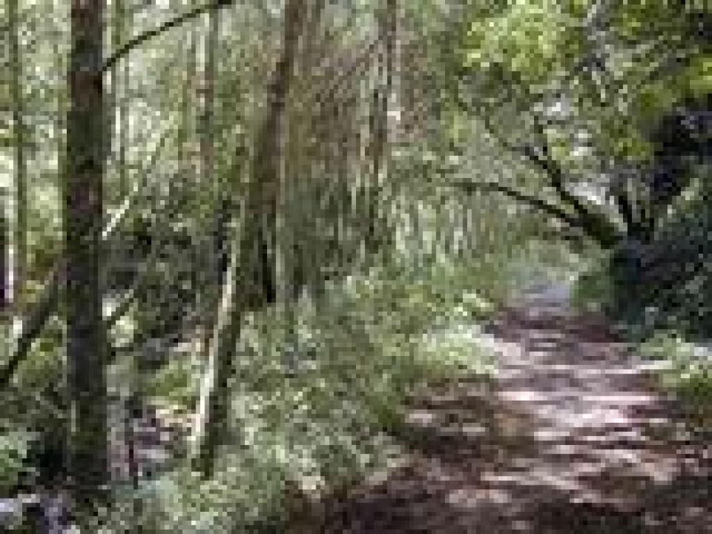 Along Coast Creek