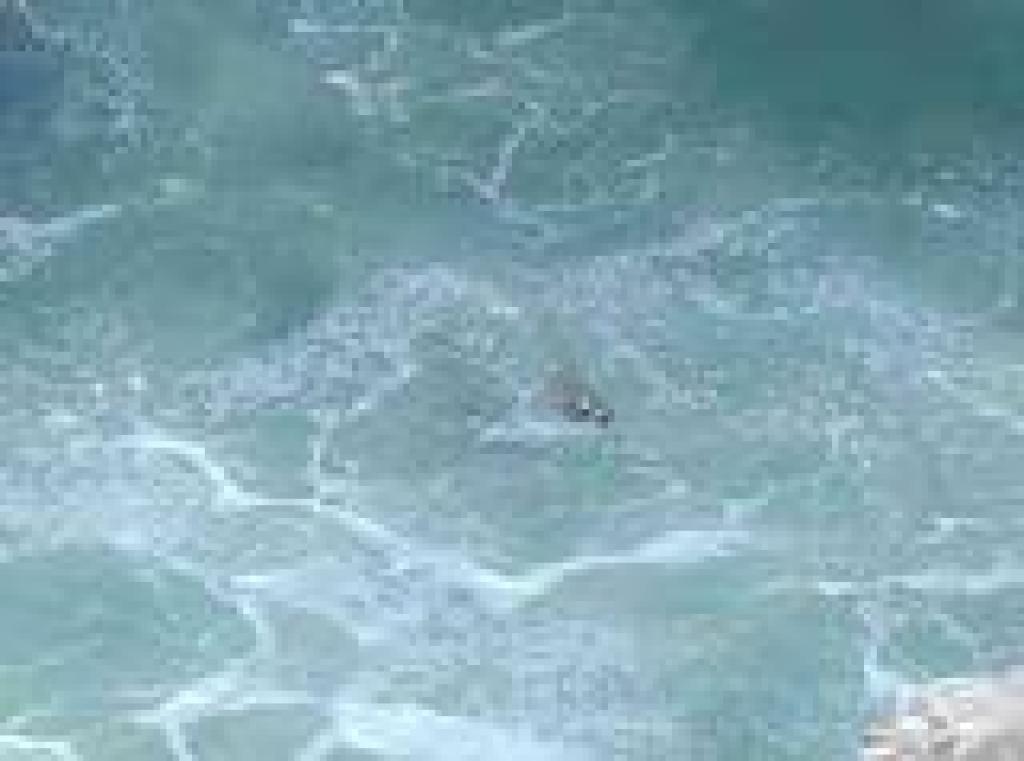 Harbor seal