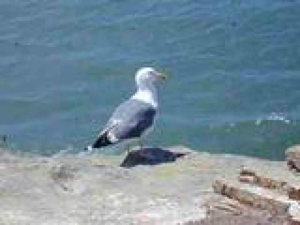 Seagull