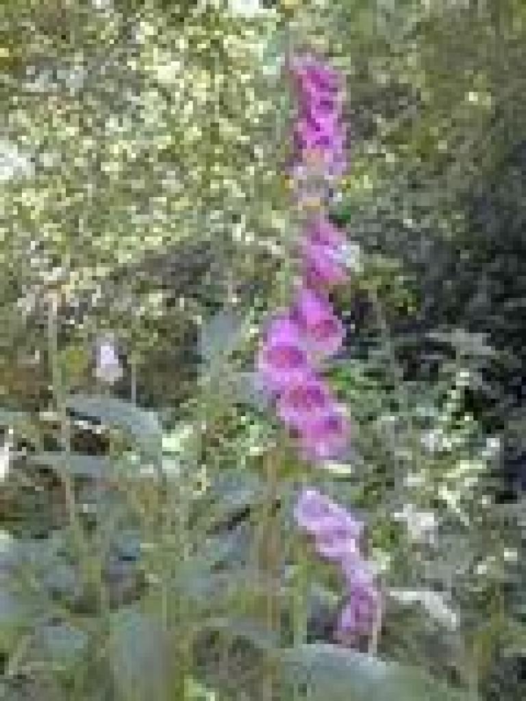 Foxglove