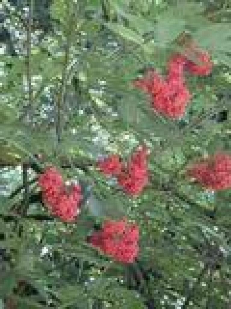 Red elderberry