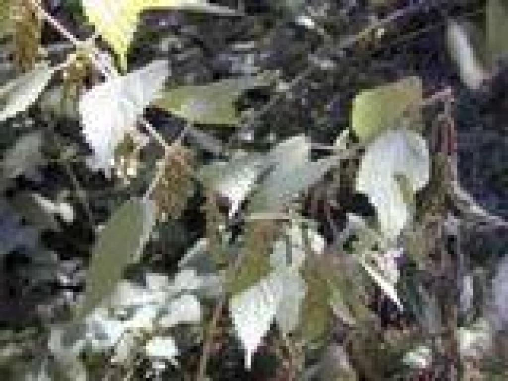 Stinging nettle