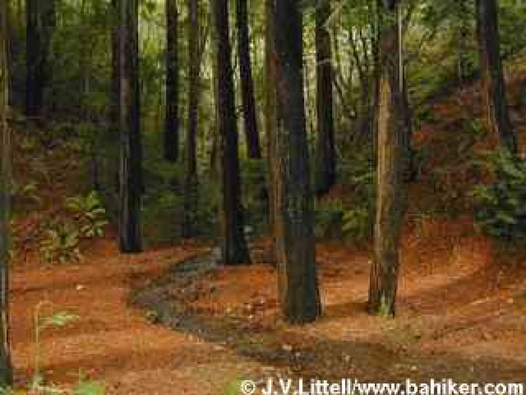 Redwoods on the side of Old Railroad Grade