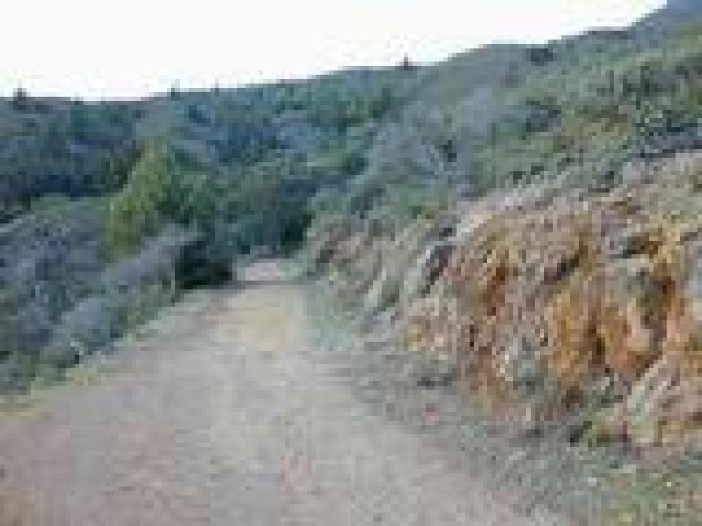 Chaparral on the sides of the trail