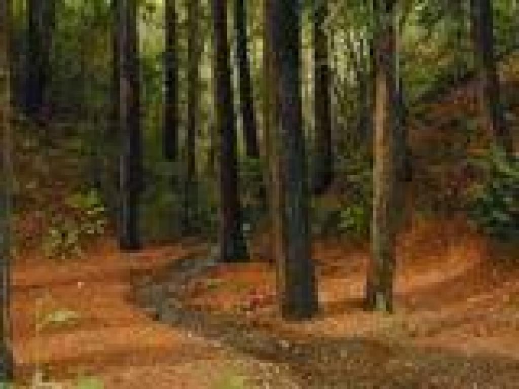 Redwoods