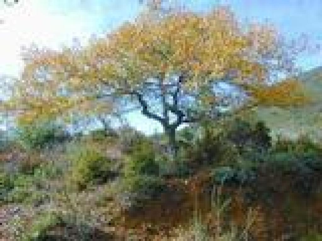 Oak