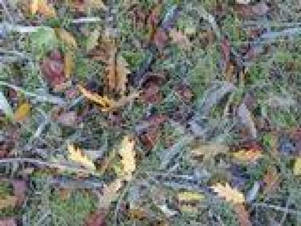 Leaves