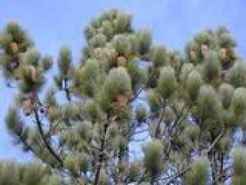 Coulter pine