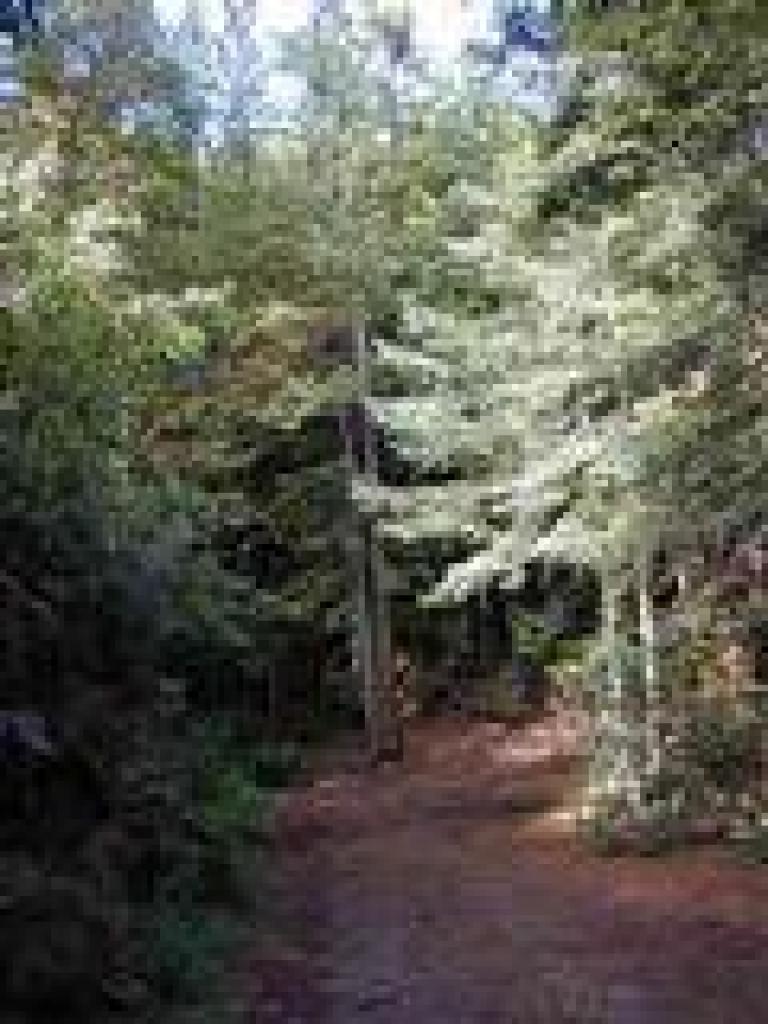 Redwoods