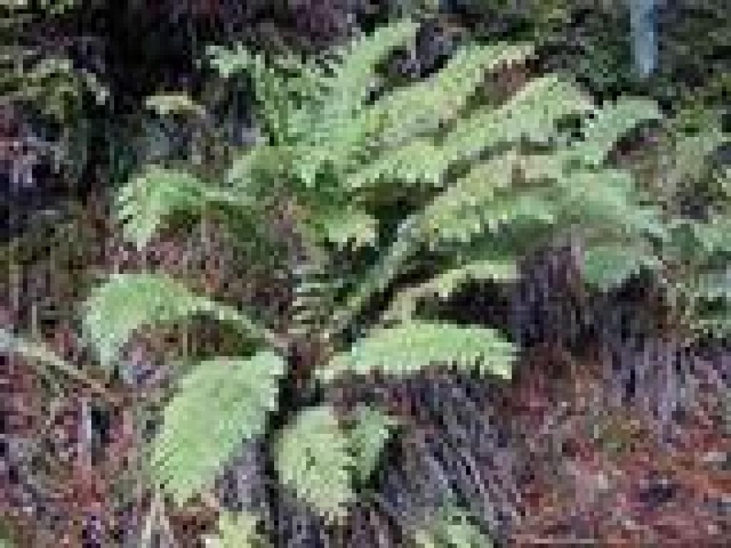 Giant chain fern