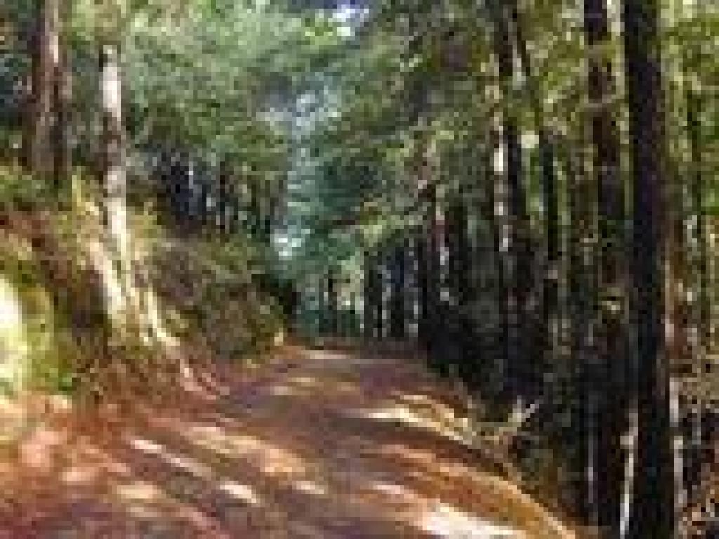 Passing through redwoods