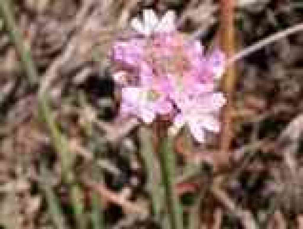 Late summer flower