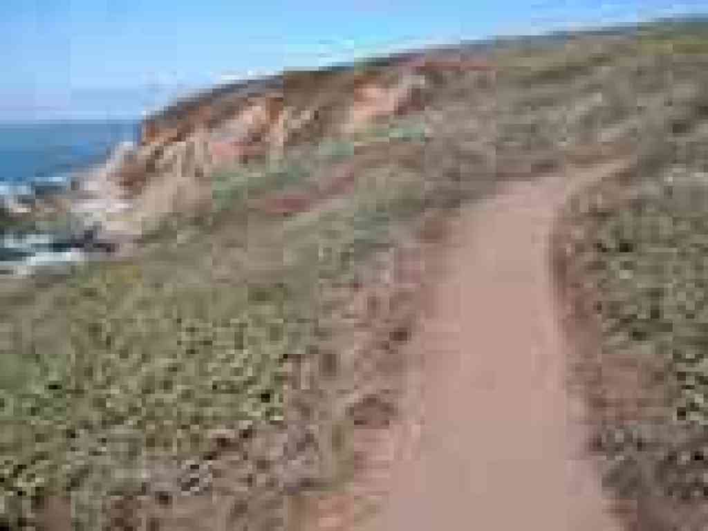 Bodega Head Trail