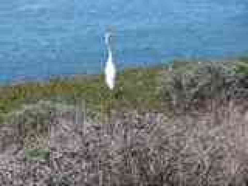 Egret