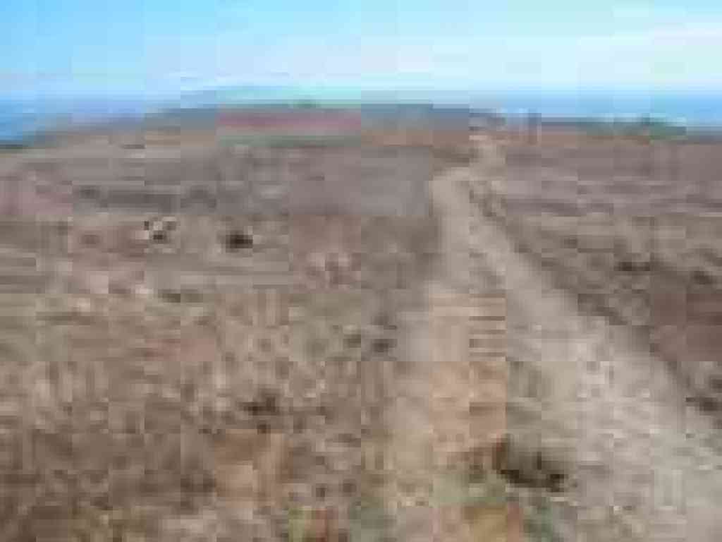 Returning to Bodega Head Trail