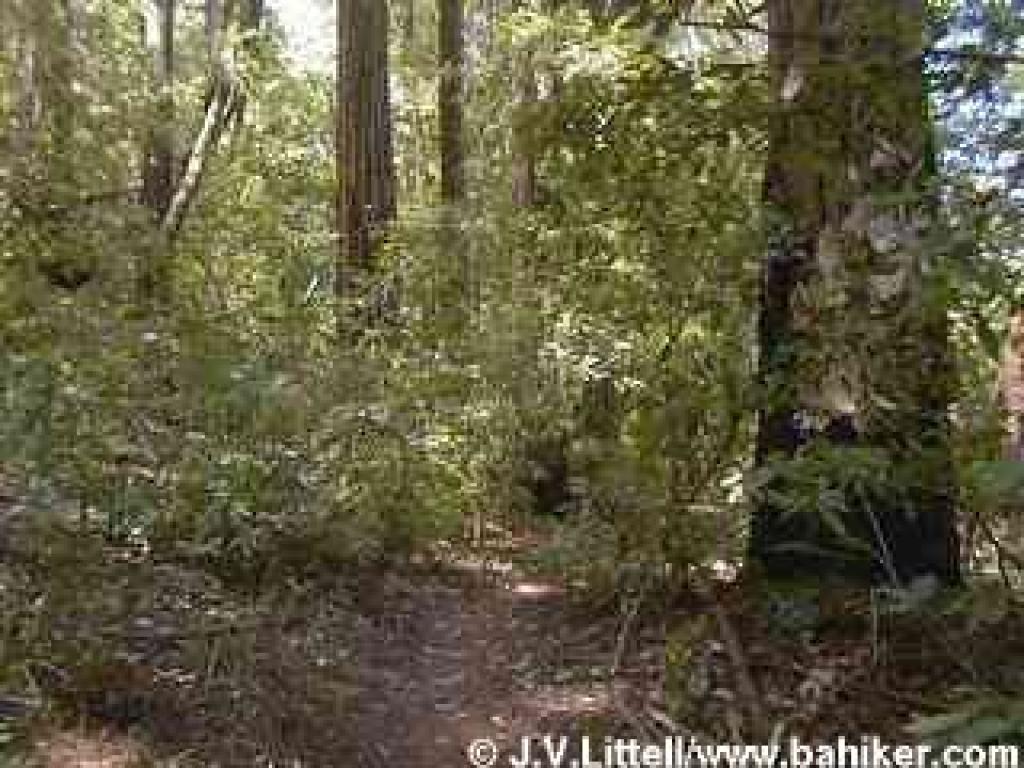 Stocking Trail
