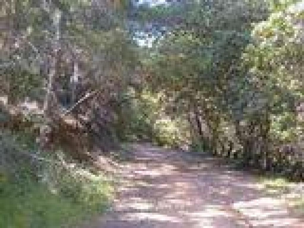 Wooded stretch