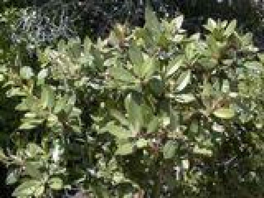 Toyon