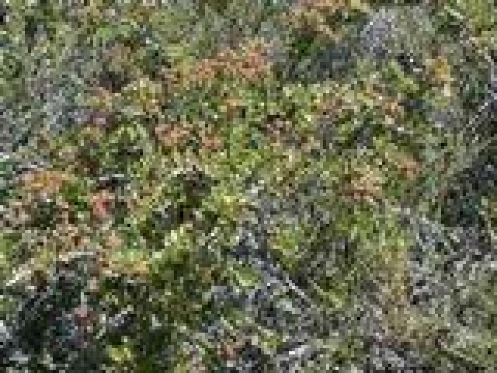 Ceanothus