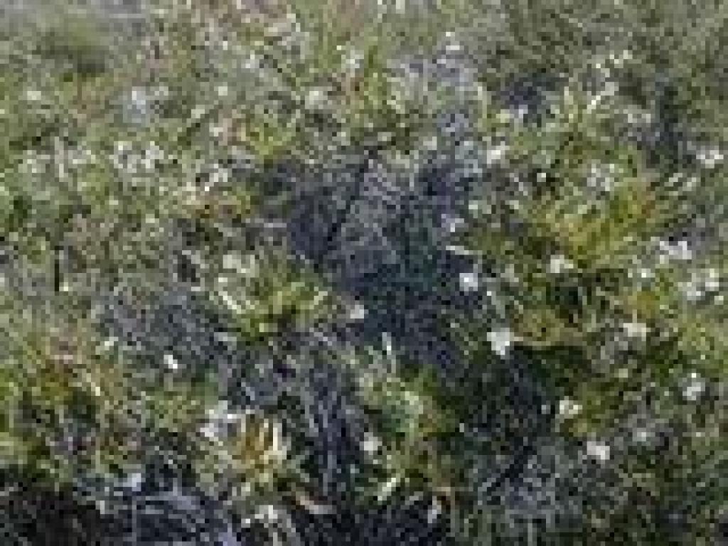 Yerba santa