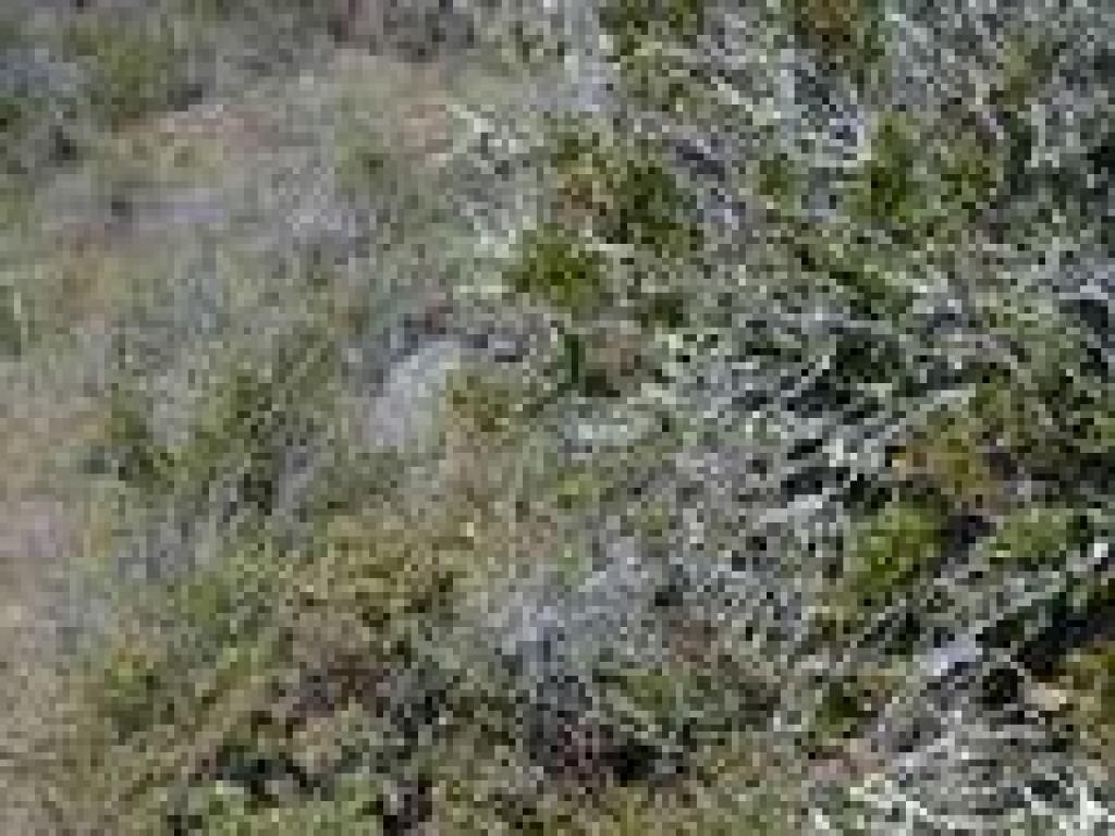 Trailside plants