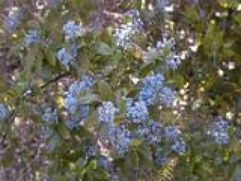 Blue flowers