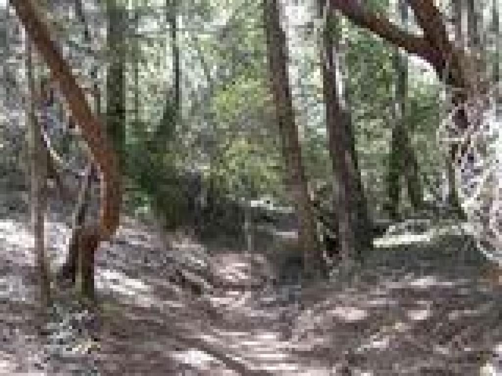Stocking Trail