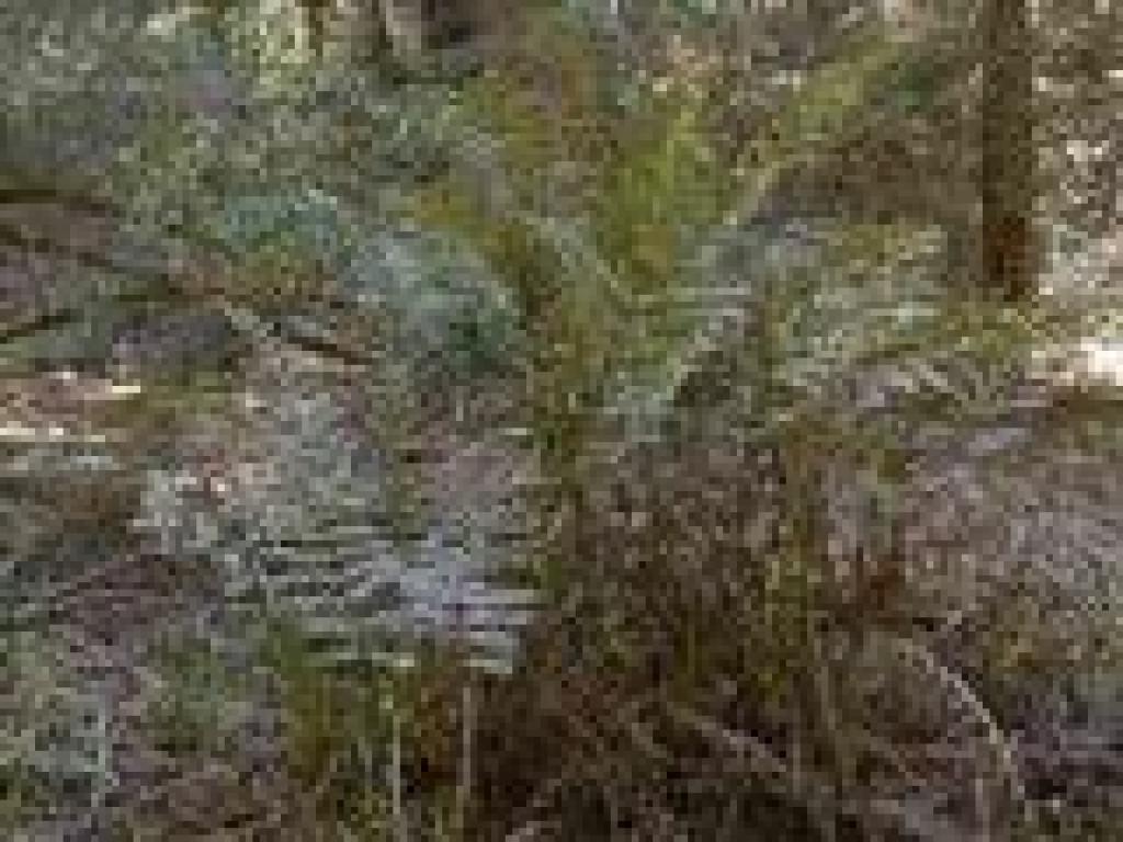 Giant chain ferns