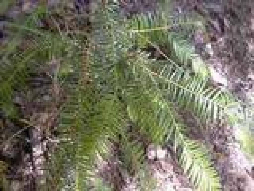 California nutmeg
