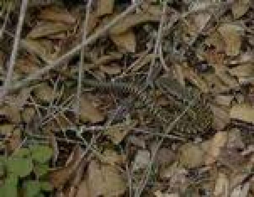 Skink