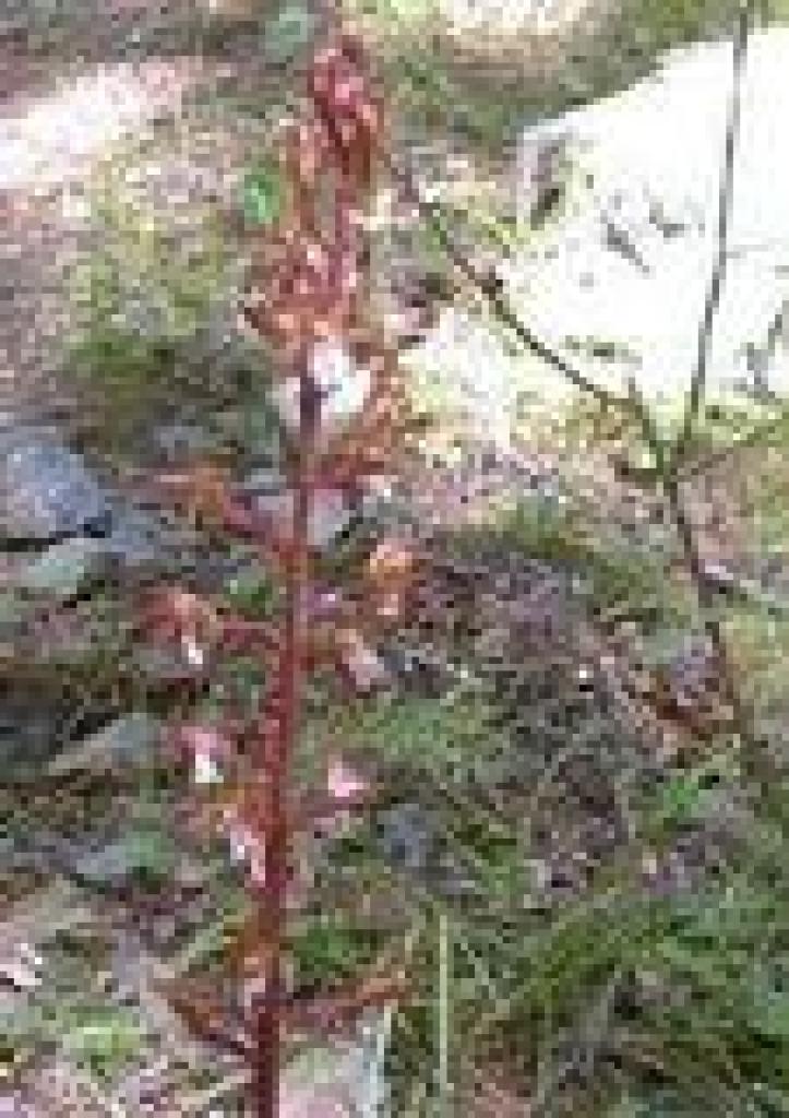 Spotted corralroot
