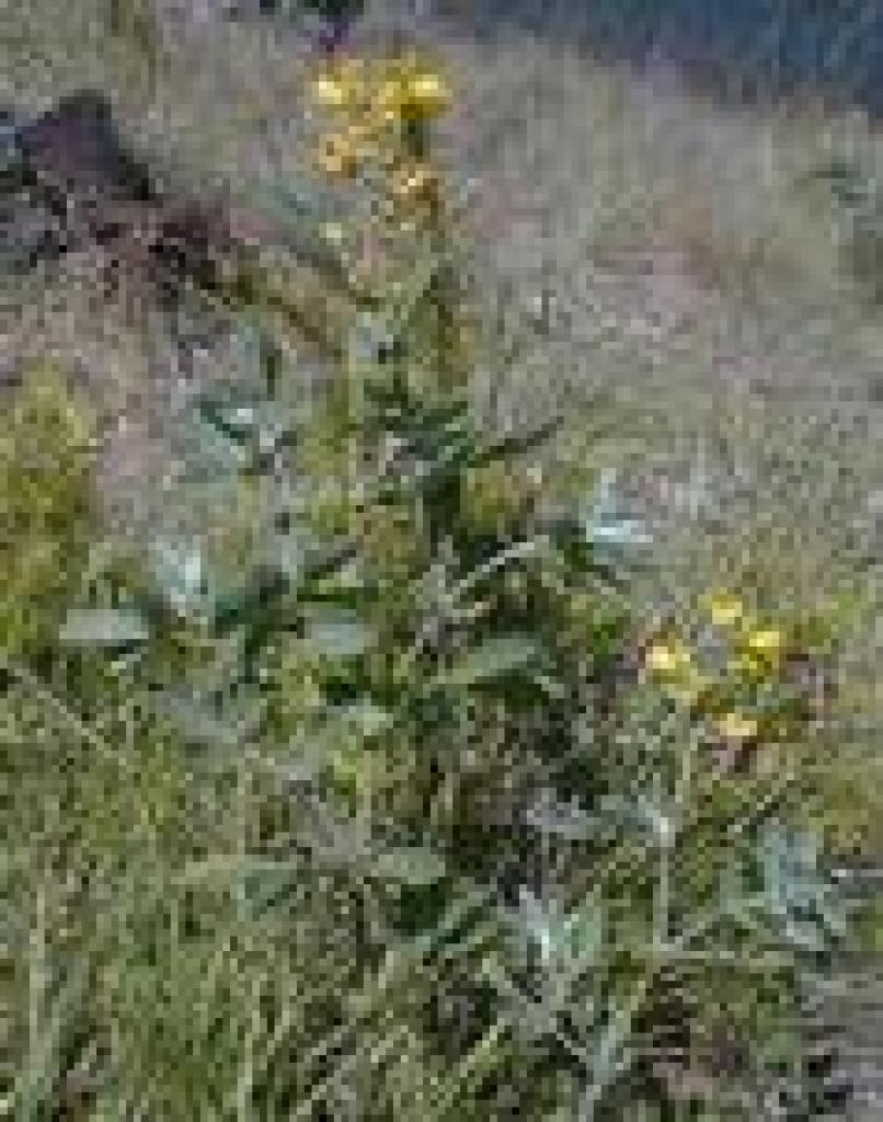 False lupine