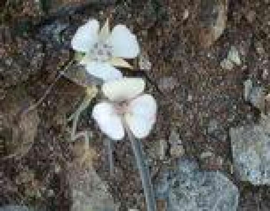 Mariposa tulips