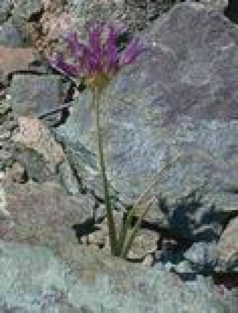 Unknown flower