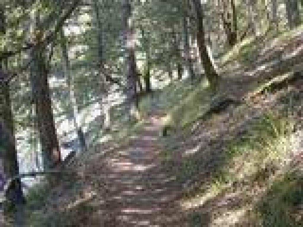 Last stretch of woods