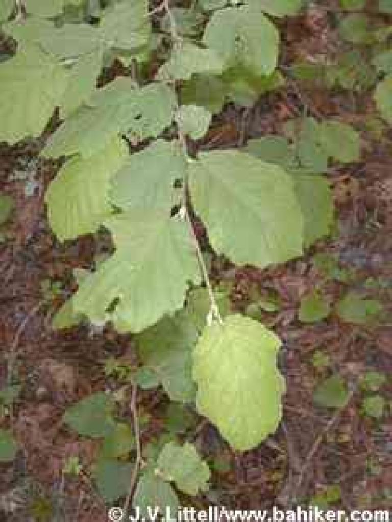 Hazelnut photo