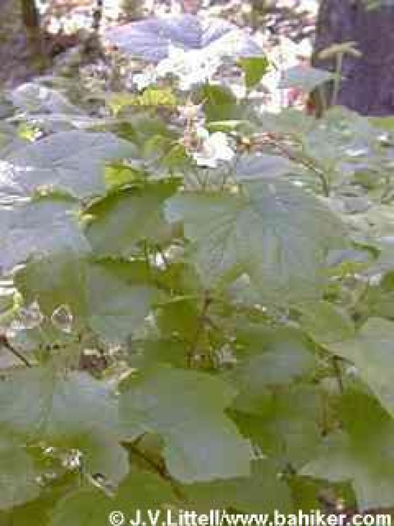 Thimbleberry